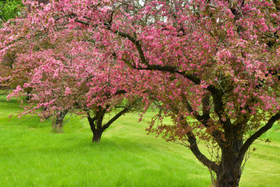 Lockport Blossoming Trees 2.jpg