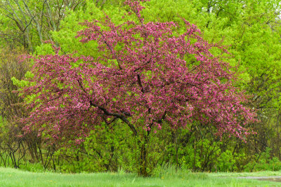 Lockport Blossoming Trees 3.jpg