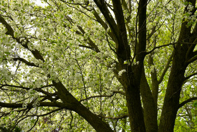 Lockport Blossoming Trees 4.jpg