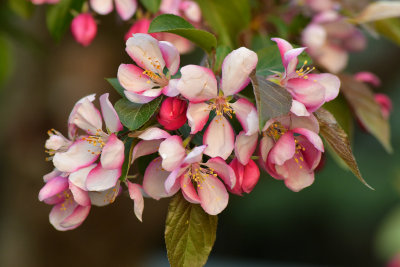 Lockport Crab Apple Blossoms.jpg