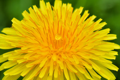 Lockport Dandelion 2.jpg