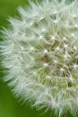 Lockport Dandelion Seeds.jpg
