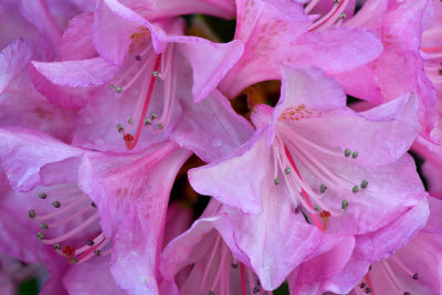 Lockport Hot Pink Blossoms.jpg