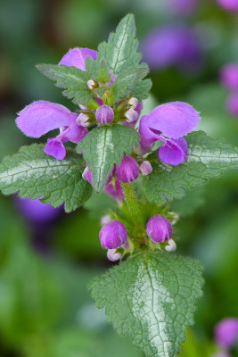 Lockport Purple Flower.jpg