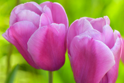 Lockport Tulips 2.jpg