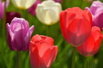 Lockport Tulips 3.jpg