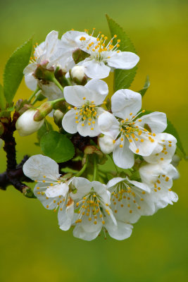 Lockport White Blossoms 1.jpg