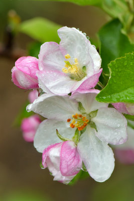 Lockport White Blossoms 2.jpg