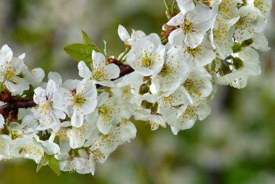 Lockport White Blossoms 3.jpg