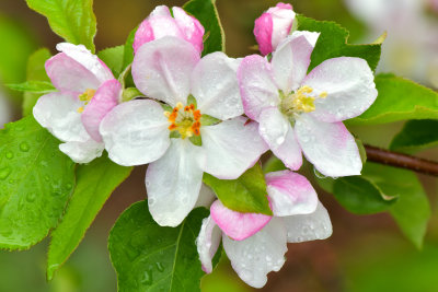 Lockport White Blossoms 4.jpg