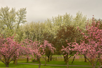 Lockport Widewaters Erie Canal Blossoming Trees 1.jpg