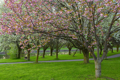 Lockport Widewaters Erie Canal Blossoming Trees 3.jpg