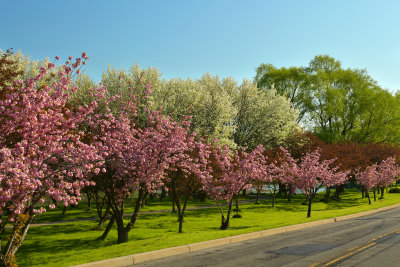 Lockport Widewaters Erie Canal Blossoming Trees 5.jpg