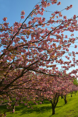 Lockport Widewaters Erie Canal Blossoming Trees 6.jpg