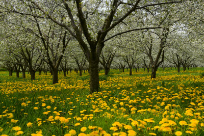 Lyndonville Blossoming Orchard 2.jpg