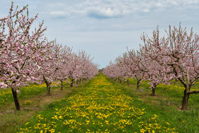 Olcott Blossoming Orchard 2.jpg