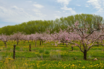 Olcott Blossoming Orchard 6.jpg