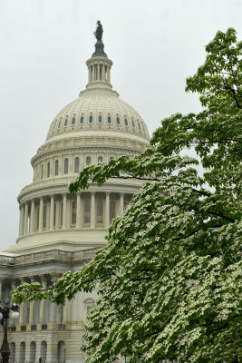 DC Capital Dogwood.jpg