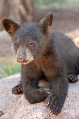 Bear Cub 14.jpg