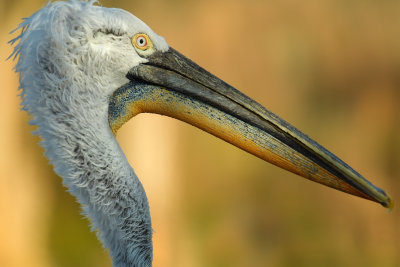 American Pelican 2.jpg