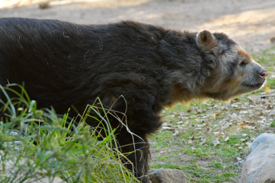 Andean Bear.jpg