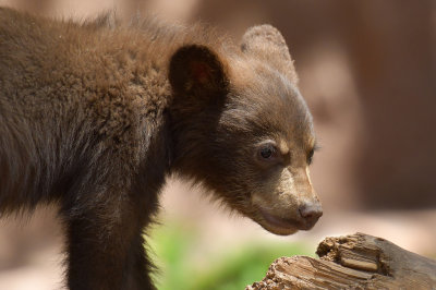 Bear Cub 2.jpg