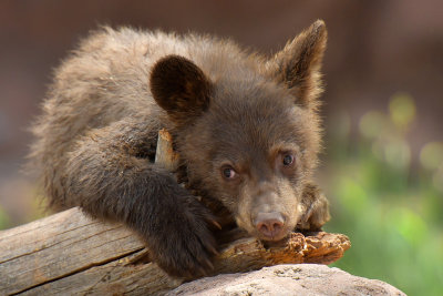 Bear Cub 3.jpg