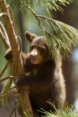 Bear Cub 4.jpg