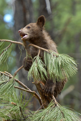 Bear Cub 5.jpg