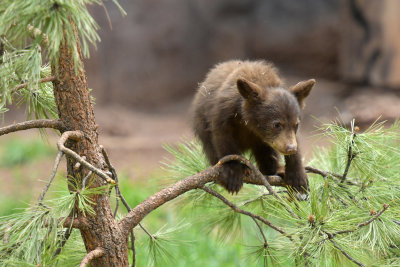 Bear Cub 6.jpg