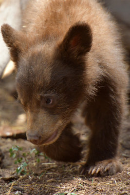 Bear Cub 7.jpg