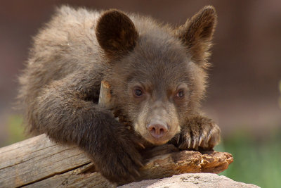Bear Cub 8.jpg