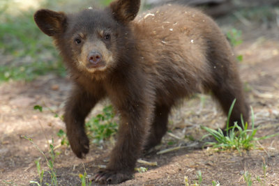 Bear Cub 9.jpg