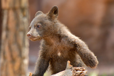 Bear Cub 10.jpg