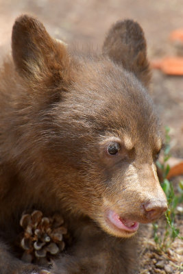 Bear Cub 11.jpg