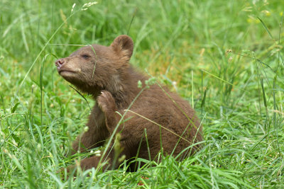 Bear Cub 12.jpg