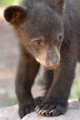 Bear Cub 13.jpg