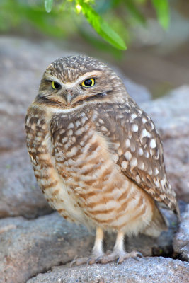 Burrowing Owl 1.jpg