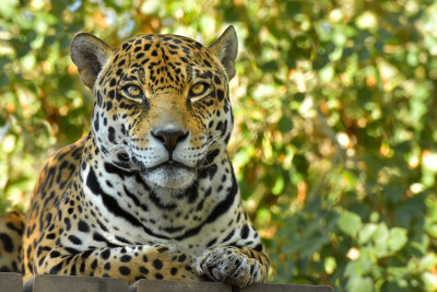 Jaguar 2.jpg