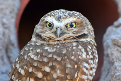 Burrowing Owl 2.jpg