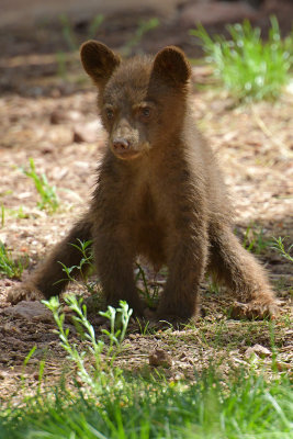 Bear Cub 15.jpg