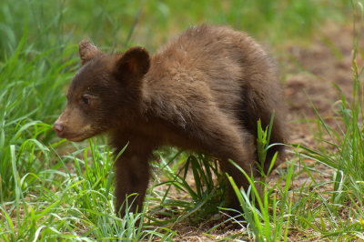 Bear Cub 16.jpg