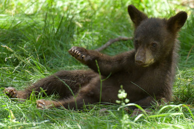 Bear Cub 17.jpg