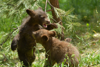 Bear Cubs 1.jpg