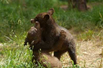 Bear Cubs 2.jpg