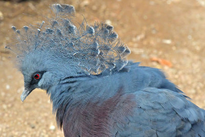Crowned Victoria Pigeon.jpg