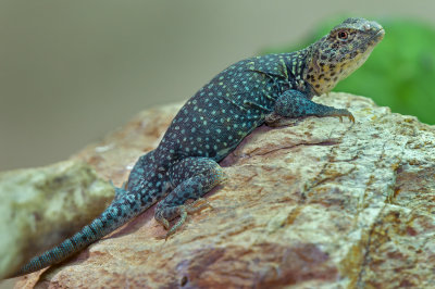 Eastern Collared Lizard 1.jpg