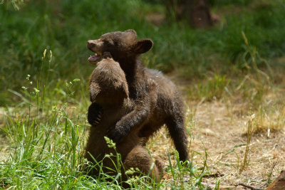 Bear Cubs 3.jpg