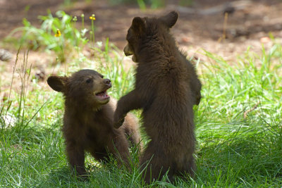 Bear Cubs 4.jpg