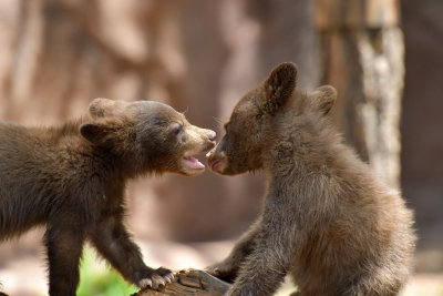 Bear Cubs 5.jpg